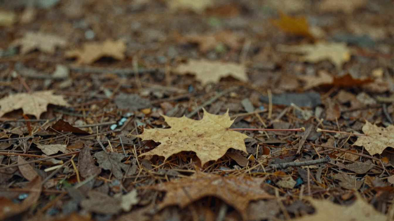 A single fallen autumn leaf on a damp forest floor, soft diffused